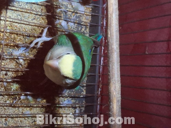 Lovebird male